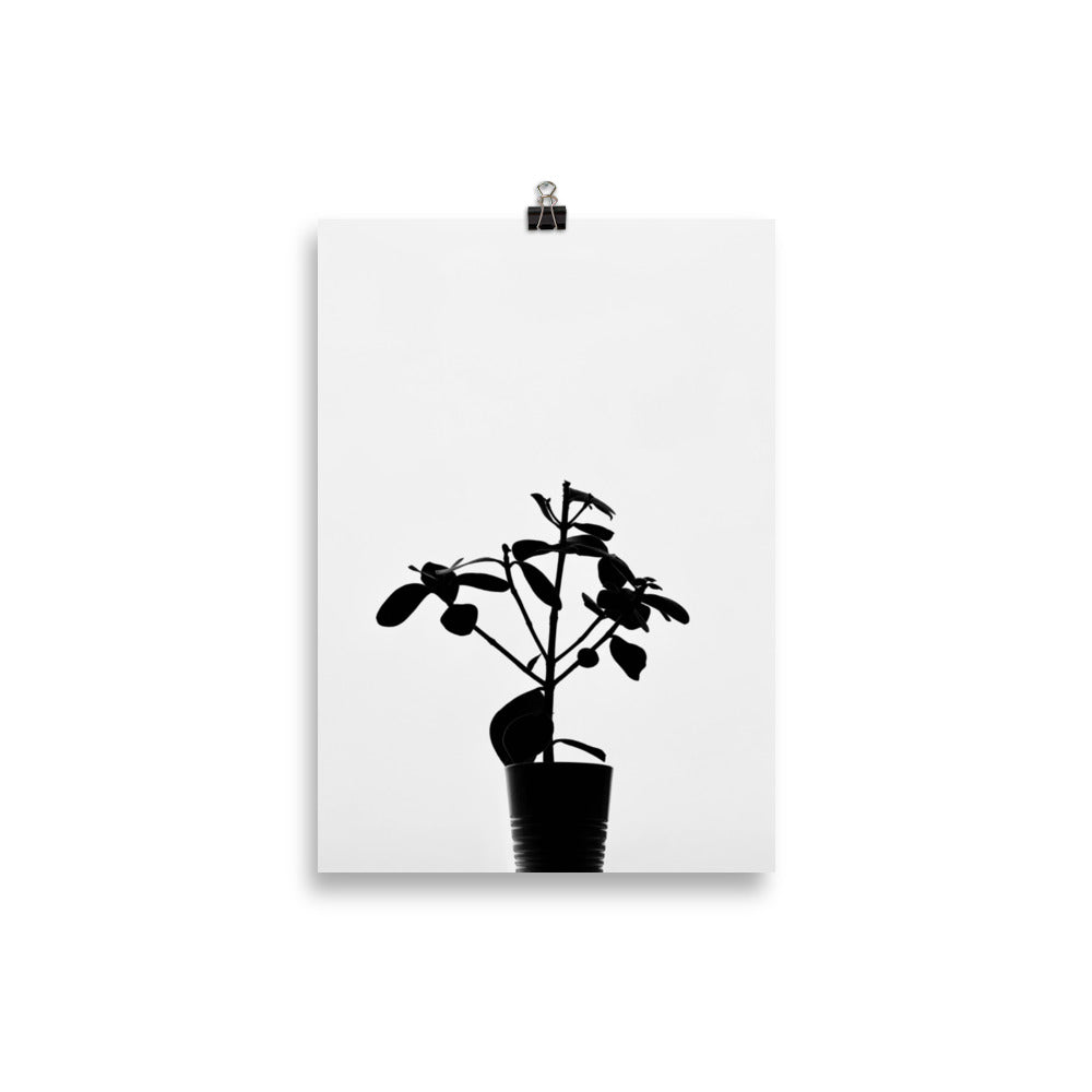 Plant in silhouette